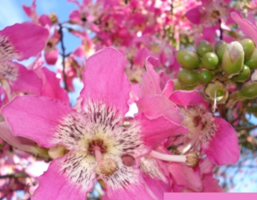 Paineira Rosa